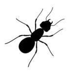 cupim DEDETIZADORA EM BLUMENAU